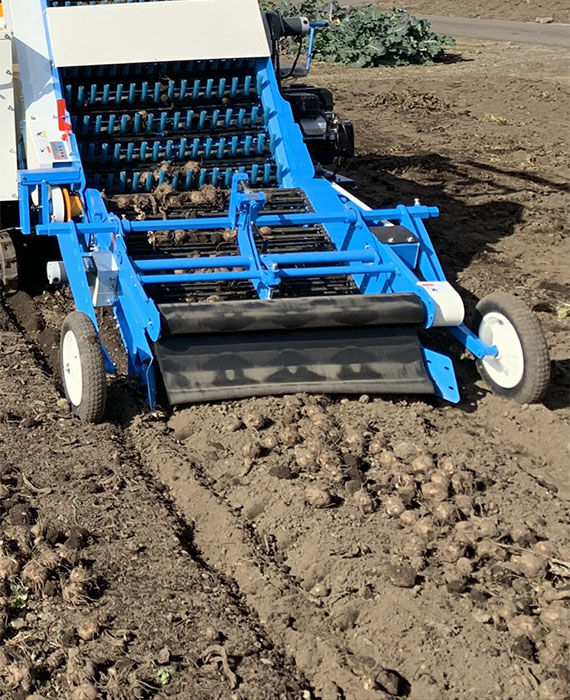 こんにゃく芋06