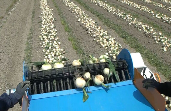 玉ねぎ栽培をされている農家の悩みを解決！高能率拾い上げ機、アガール！野菜収穫の農業機械なら田中工機株式会社 