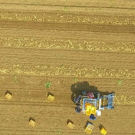 玉ねぎ、じゃがいも拾い上げ収穫機械ピッカー、アガール